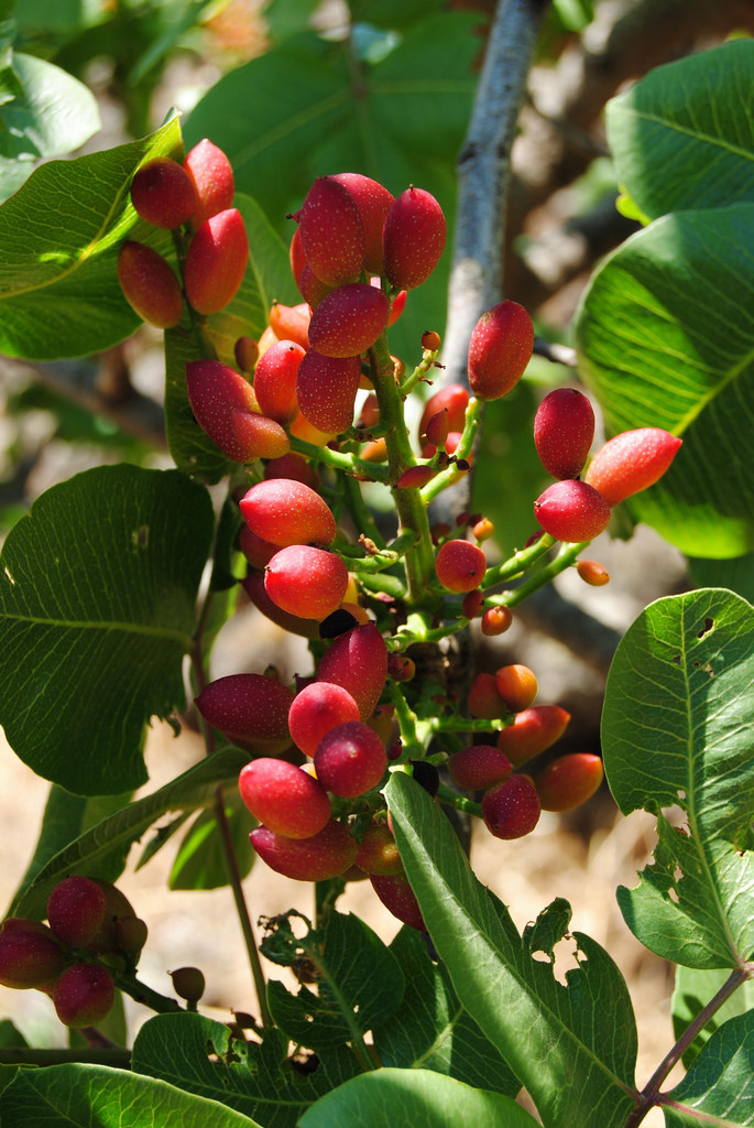 Pistacia vera