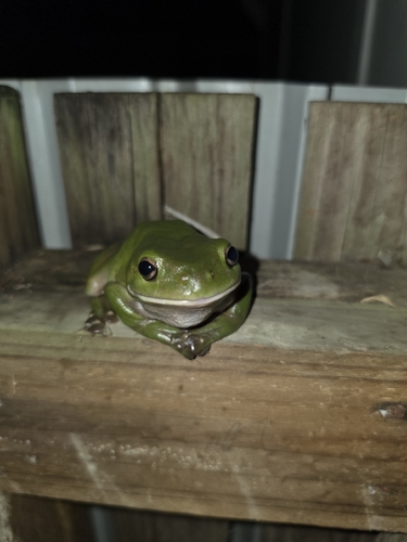 Litoria observed 2026-10-31