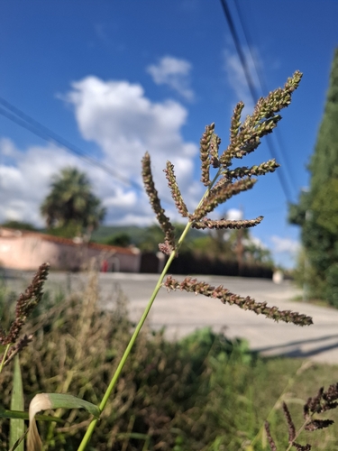 Echinochloa crus-galli observed 2026-10-31