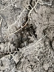Formicidae