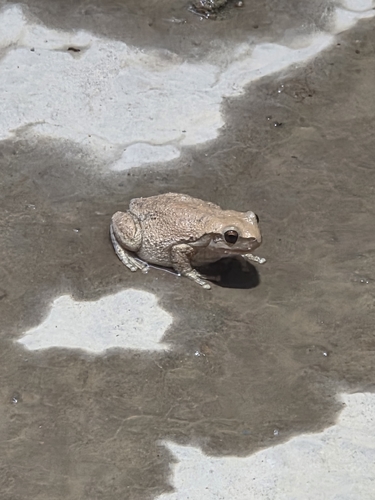 Litoria observed 2026-10-31