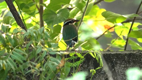 Brachyura observed 2026-10-31