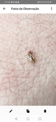 Graphopsocus cruciatus