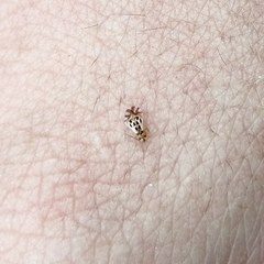 Graphopsocus cruciatus