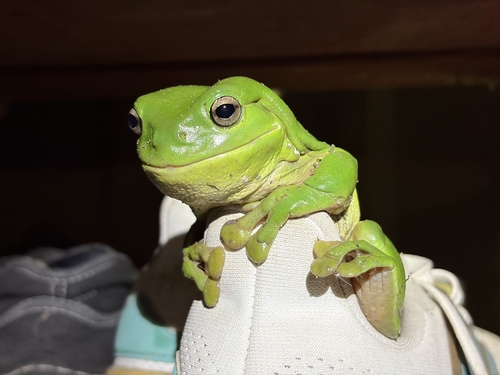 Litoria observed 2026-10-31