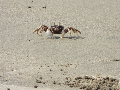 Ocypode ceratophthalmus observed 2026-10-31