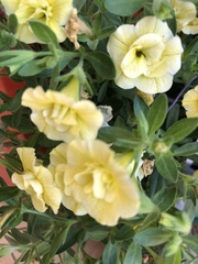 Magnoliopsida