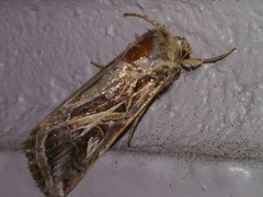 Spodoptera pulchella