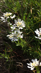 Iberis sempervirens