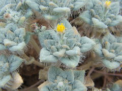 Psathyrotes pilifera