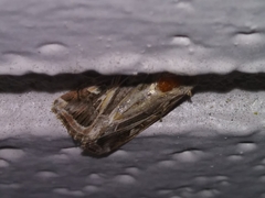 Spodoptera pulchella