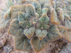 Psathyrotes pilifera