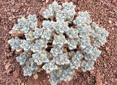 Psathyrotes pilifera