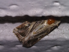 Spodoptera pulchella