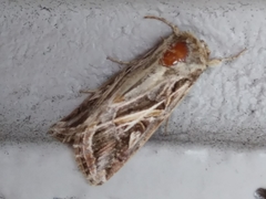 Spodoptera pulchella