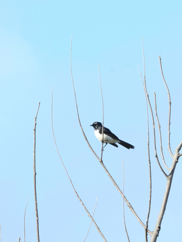 Rhipidura leucophrys observed 2026-10-31