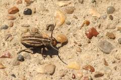 Dorcadion holosericeum