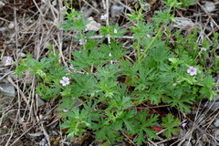 Geranium bicknellii