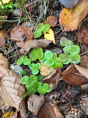 Hepaticae observed 2026-10-31