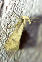 Acrolophus mortipennella