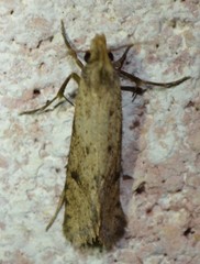 Acrolophus mortipennella
