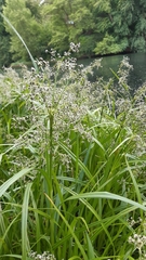 Scirpus sylvaticus