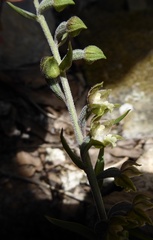 Epipactis microphylla