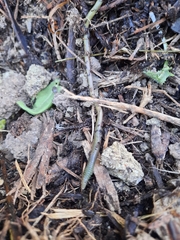 Lumbricus terrestris terrestris