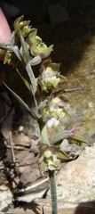 Epipactis microphylla