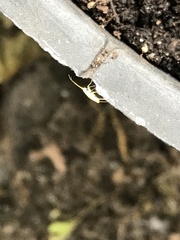 Insecta