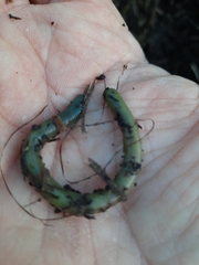 Lumbricus terrestris terrestris