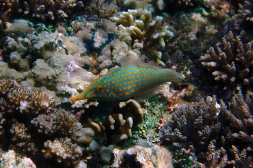 Oxymonacanthus longirostris observed 2026-10-26