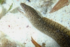 Gymnothorax richardsonii