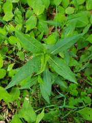 Phlox paniculata