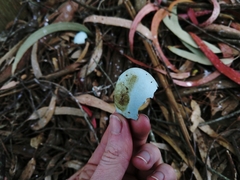 Nycticorax nycticorax
