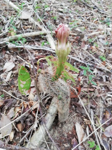 Acanthocereus oaxacensis
