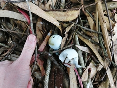 Nycticorax nycticorax
