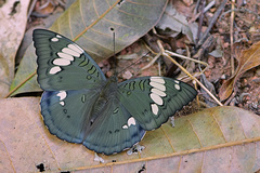 Euthalia patala