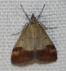 Pyrausta semirubralis