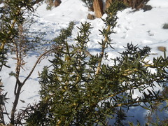 Adenocarpus hispanicus