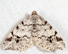 Macaria sexmaculata