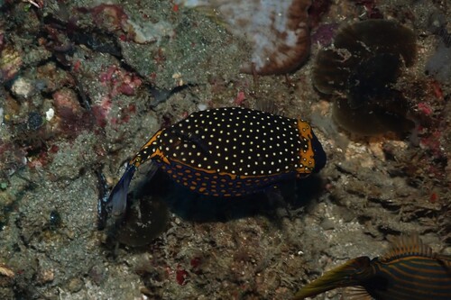Ostracion meleagris observed 2026-10-27