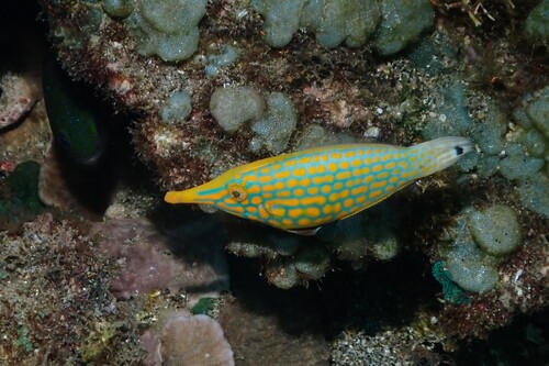 Oxymonacanthus longirostris observed 2026-10-27