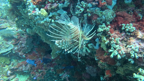 Pterois antennata observed 2026-10-26