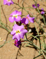 Malcolmia littorea