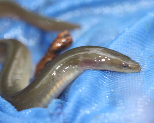 American Eel