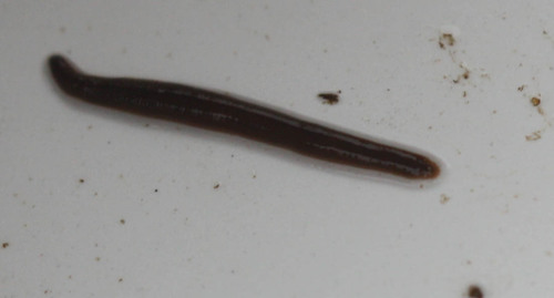 Arhynchobdellida