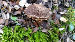 Cortinarius ursus