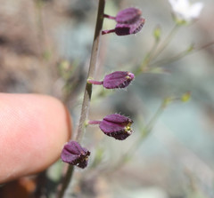 Streptanthus glandulosus pulchellus