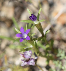 Githopsis specularioides
